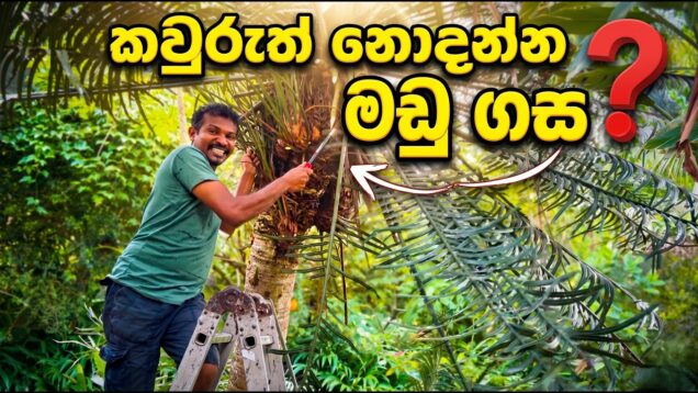 මඩු ගහේ රහස! 😱