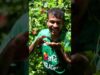 නියම රත් මල්