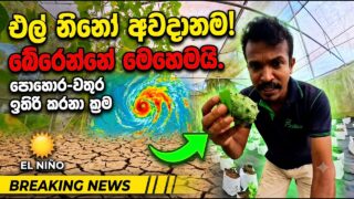 පොහොර ඉතුරු කරගෙන වගා කරන්නෙ මෙන්න මෙහෙමයි