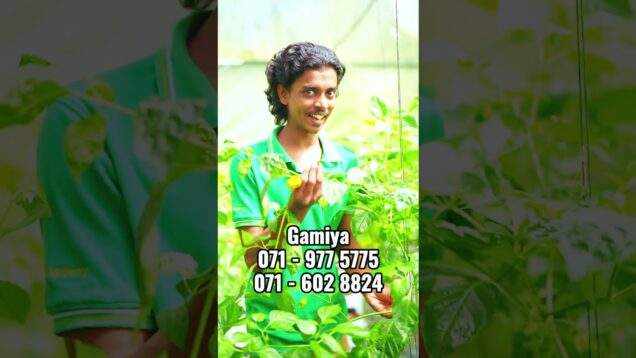 ඔයාලට නයි මිරිස් ඕනද