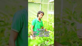ඔයාල කැමති සැර වැඩියෙන් කන්නද අඩුවෙන් කන්නද