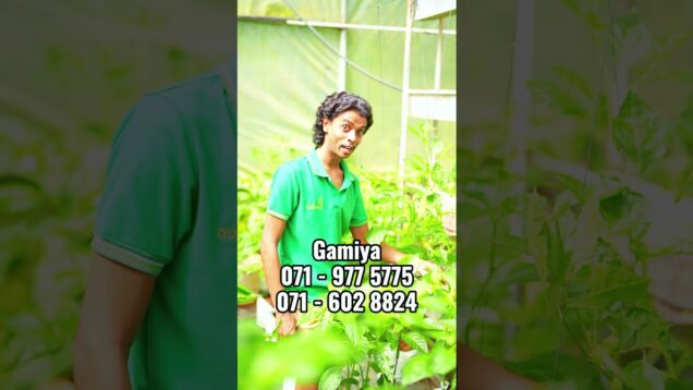 ඔයාල කැමති සැර වැඩියෙන් කන්නද අඩුවෙන් කන්නද