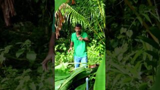 හරියට දැනගෙන වගා කරන්න ඔබත් කැමතිද