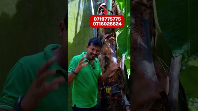 මේ දේ නොකලොත් ඔයාගෙ පොල් ගසුත් කුරුමිණියො මරයි