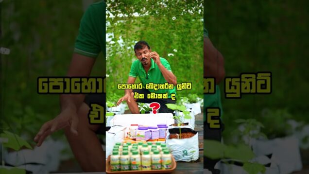 ලක්ෂ ගානක පොහොර නොමිලේ 😮😮
