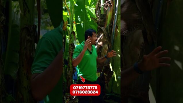 පොල් කුරුමිණියෝ ගස් විනාශ කරලා