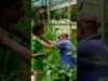 green house එකට පෙට්‍රල් ගැහුවා