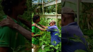 green house එකට පෙට්‍රල් ගැහුවා