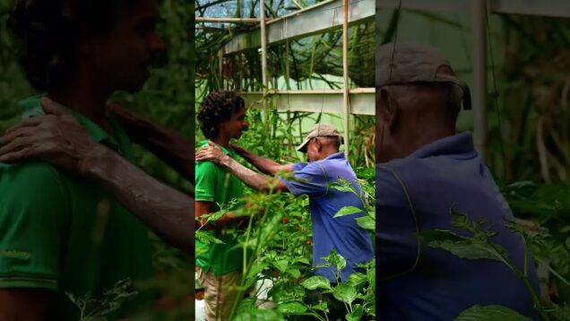 green house එකට පෙට්‍රල් ගැහුවා