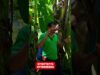 පොල් කුරුමිණිය ප්‍රශ්නයක්ද