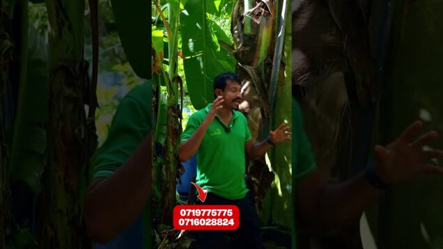 පොල් කුරුමිණිය ප්‍රශ්නයක්ද