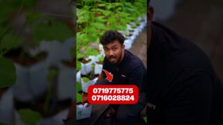 ගාන කීයද අහන්න ඉන් බොක්ස් එන්න ඕනෙ නෑ