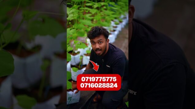 ගාන කීයද අහන්න ඉන් බොක්ස් එන්න ඕනෙ නෑ