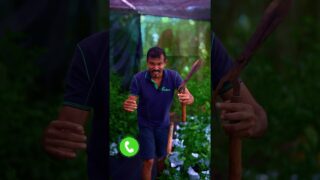 ඇයි මේ මිරිස් ගස් කපන්නේ