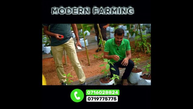 මේ විදිහට වතුර දාන්න සිස්ටම් හදාගත්තෙ නැත්නම් ඔයාටත් එපා වෙනවා