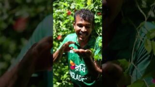 නියම රත් මල්