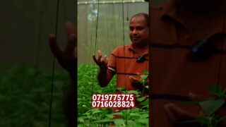 හරිතාගාර වගාව