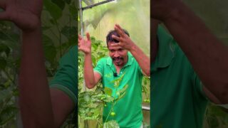 මේ දේ කරොත් ඵලදාව ඩබල් වෙනවා