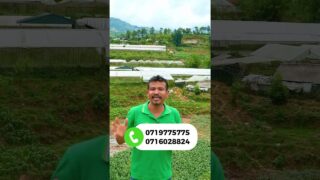 කොහොමද හරිතාගාර