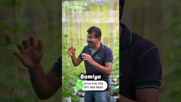 cucumber වගා කරල ලක්ශ ගනන් උපයන්න පුලුවන්ද ?