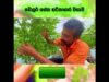 සල්ලි හොයන්න කැමති නැත්තම් මෙහෙම වවන්න එපා