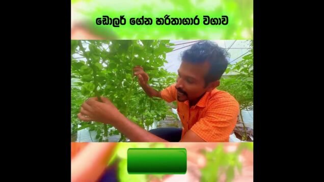 සල්ලි හොයන්න කැමති නැත්තම් මෙහෙම වවන්න එපා