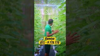 සුන්දර වගාවක් 071 602 8824