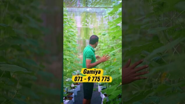 සුන්දර වගාවක් 071 602 8824