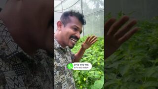 මිලියන ගණන් උපයන කෘෂි විවසායකු වීමේ මග