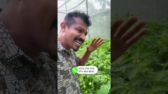 මිලියන ගණන් උපයන කෘෂි විවසායකු වීමේ මග