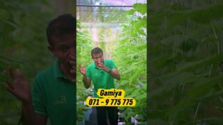ජොබ් එකෙන් ලැබෙන පඩිය මදිද?