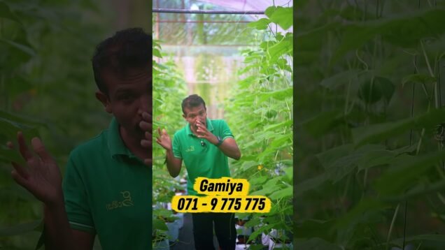 ජොබ් එකෙන් ලැබෙන පඩිය මදිද?