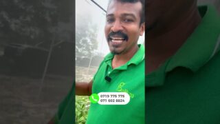 වියළි කලාපයේ හරිතාගාරයක්