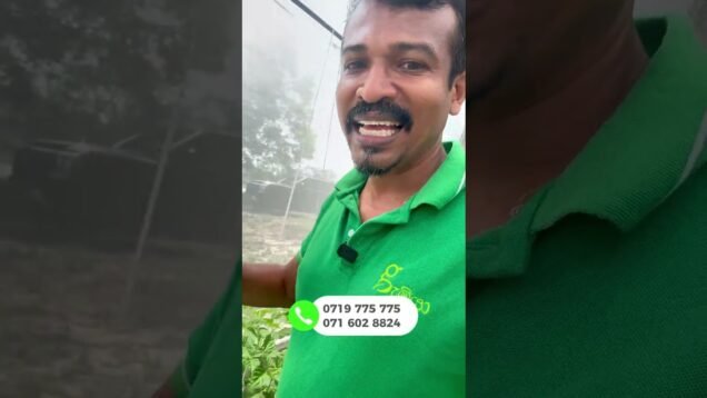 වියළි කලාපයේ හරිතාගාරයක්