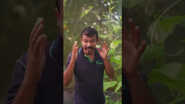 හරිතාගාරවල දාන බෝග ගැන හරියටම දැනගෙන දාන්න