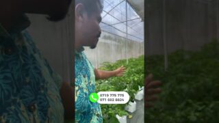 කොළ ගානට වඩා ගෙඩි