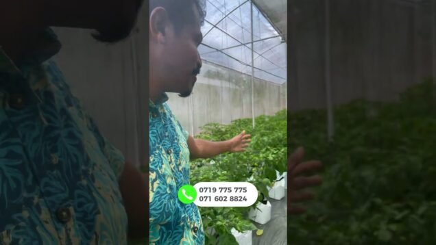 කොළ ගානට වඩා ගෙඩි