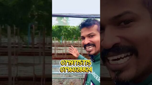 මිදි වවමුද?