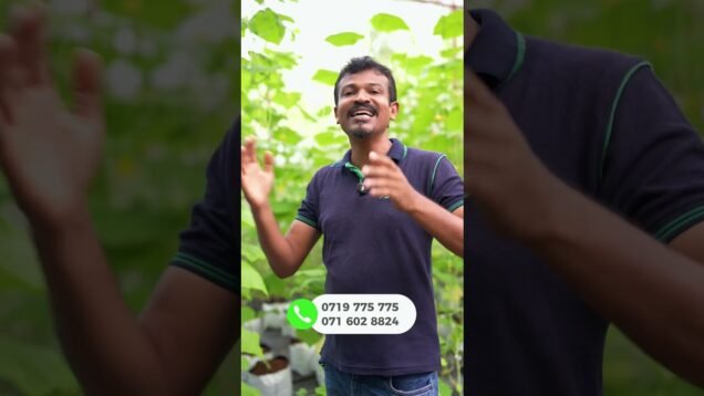 වියළි කලාපෙට හරියන විදියට වගා කරන්නෙ කොහොමද ?