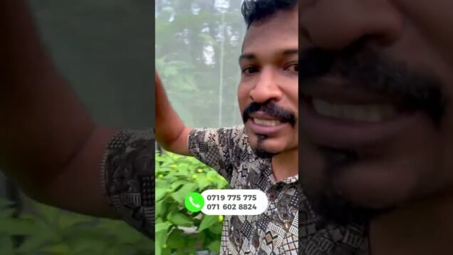 ලක්ශ ගානක් හොයාගන්න පුළුවන් නයිමිරිස්