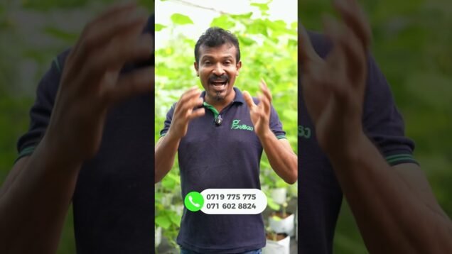 ඔයාගෙ දරුවොත් phone එකට ඇබ්බැහි වෙලාද