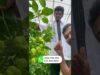 කොහොමද ඵලදාව