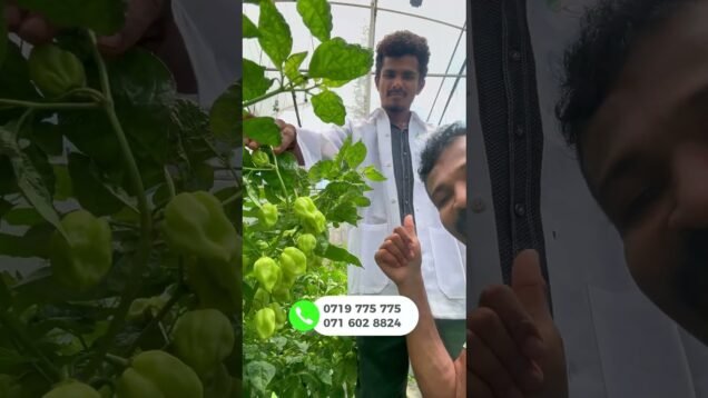කොහොමද ඵලදාව