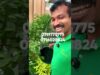 එහි කඩනව මම ගේනවා මිරිස් වගාව