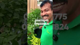 එහි කඩනව මම ගේනවා මිරිස් වගාව