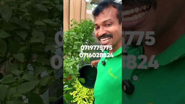 එහි කඩනව මම ගේනවා මිරිස් වගාව