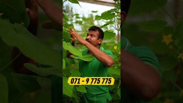 වගා කලොත් සල්ලි තමයි