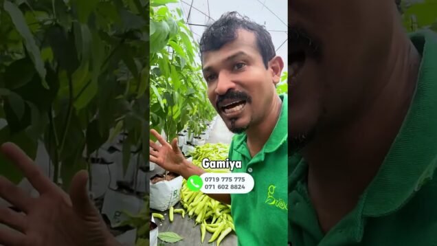 හොද අස්වැන්නක් ගන්න ඔයත් කැමතිද