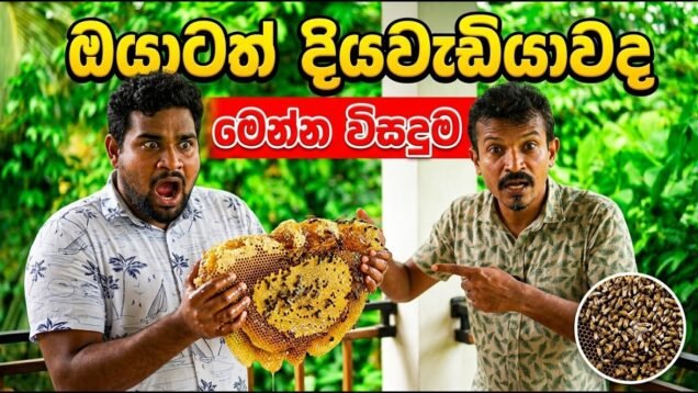 සීනි වෙනුවට මී පැණි කෑවොත් ඔයාට හිතාගන්න බැරි වෙනසක් ඇතිවෙනවා