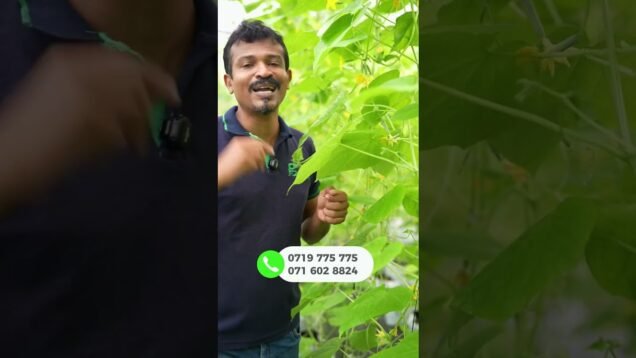 සල්ලි ගස් දැක්කට සල්ලි වැල් දැකල නෑ නේද?